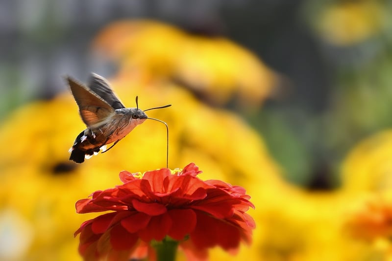 Butterfly Effect Image